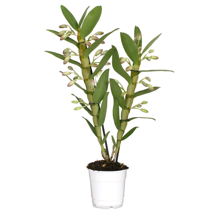 Orchidee 'Dendrobium Nobile Sunny Eyes' - Ø12cm - ↕50cm - Leuchtende Blütenpracht für dein Zuhause