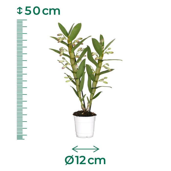 Orchidee 'Dendrobium Nobile Sunny Eyes' - Ø12cm - ↕50cm - Leuchtende Blütenpracht für dein Zuhause