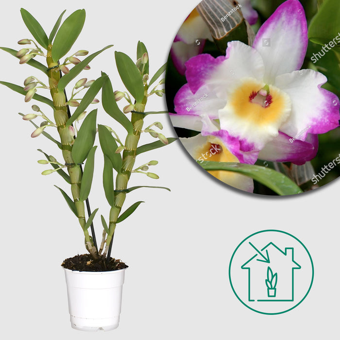 Orchidee 'Dendrobium Nobile Sunny Eyes' - Ø12cm - ↕50cm - Leuchtende Blütenpracht für dein Zuhause