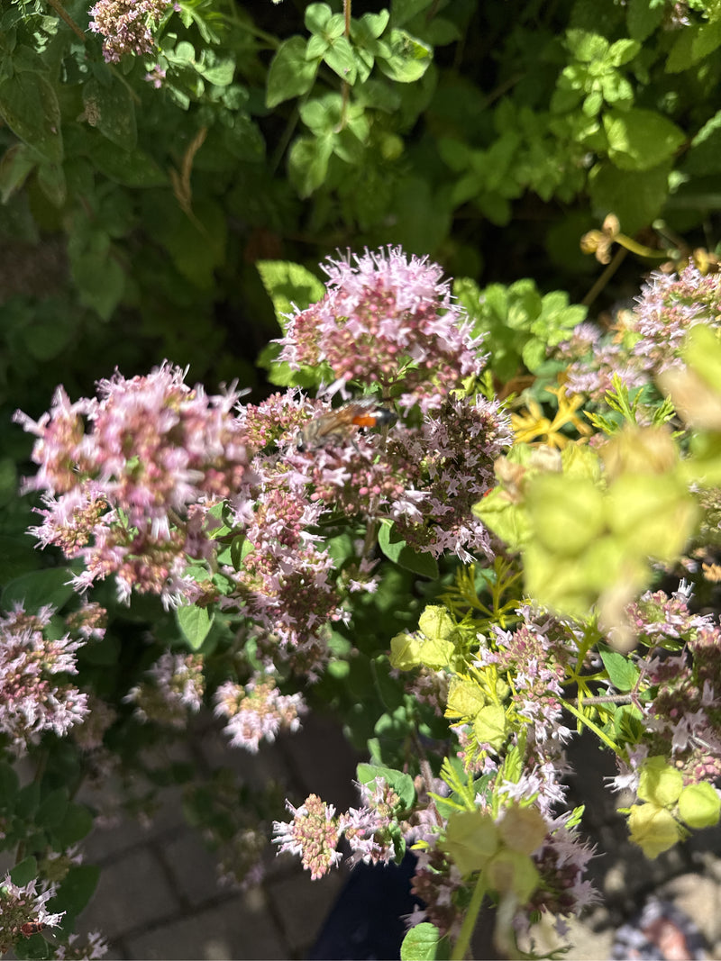 Oregano — Bild 3