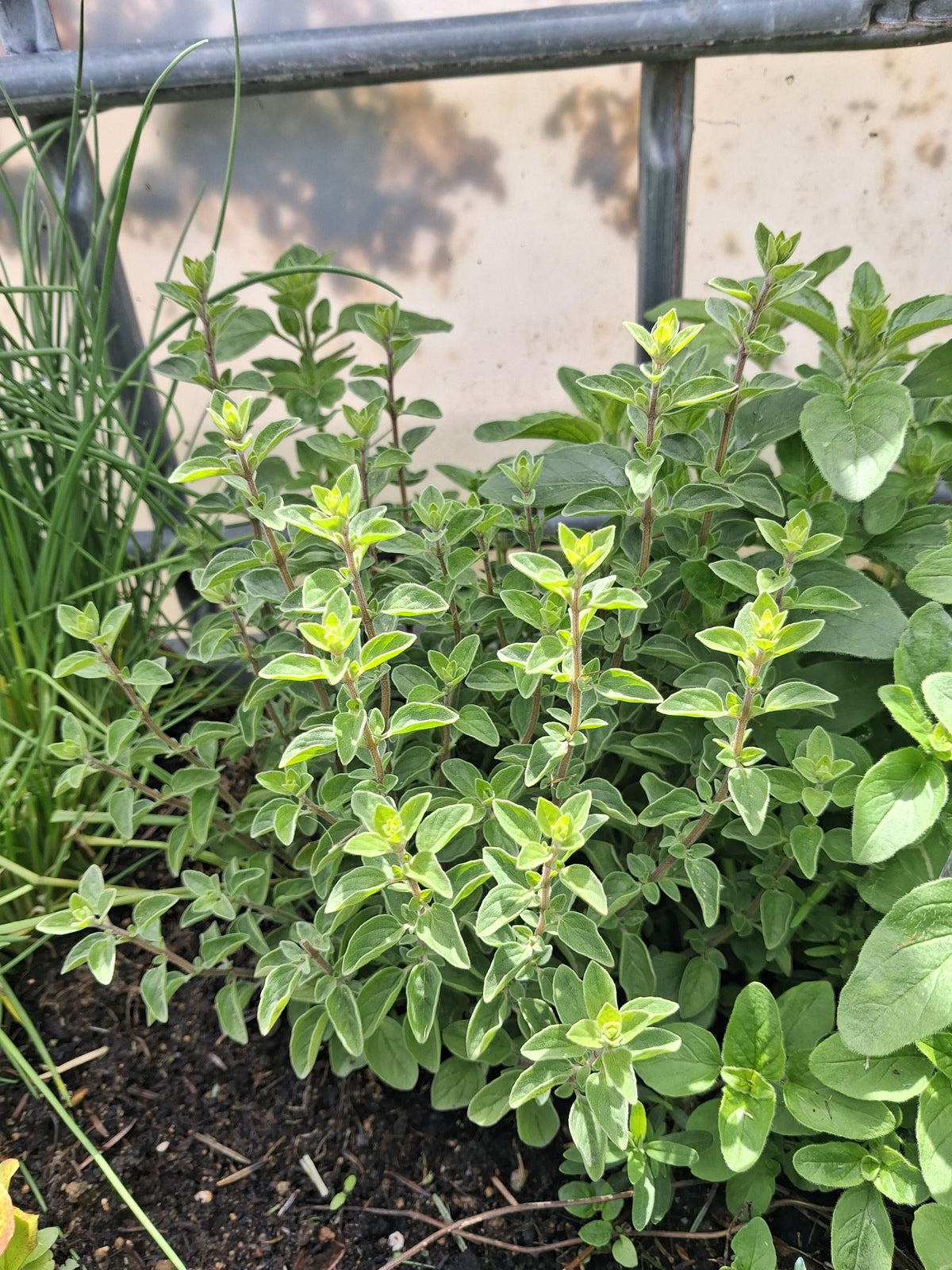 Oregano  Silberkraft