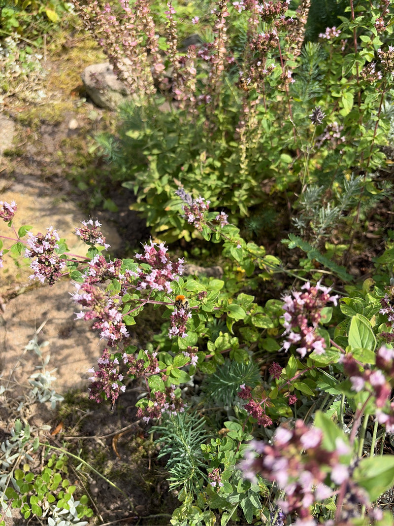Oregano — Bild 1
