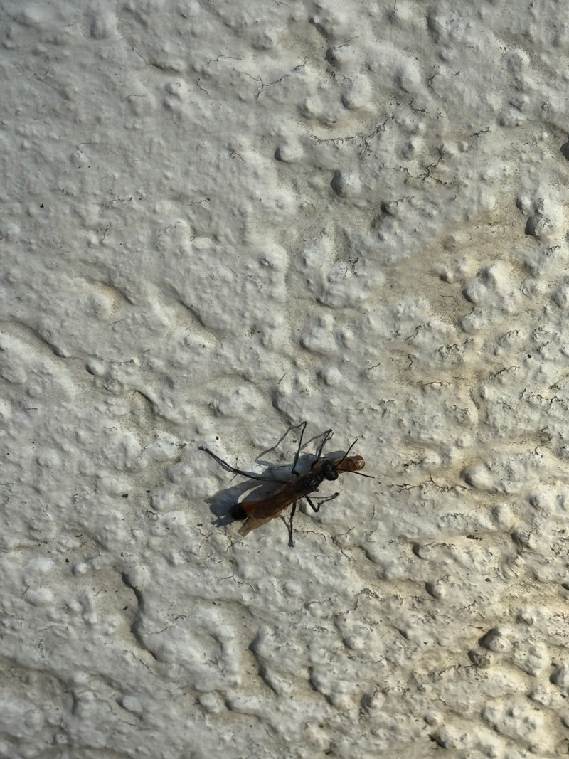 Orientalische Mauerwespe — Bild 4