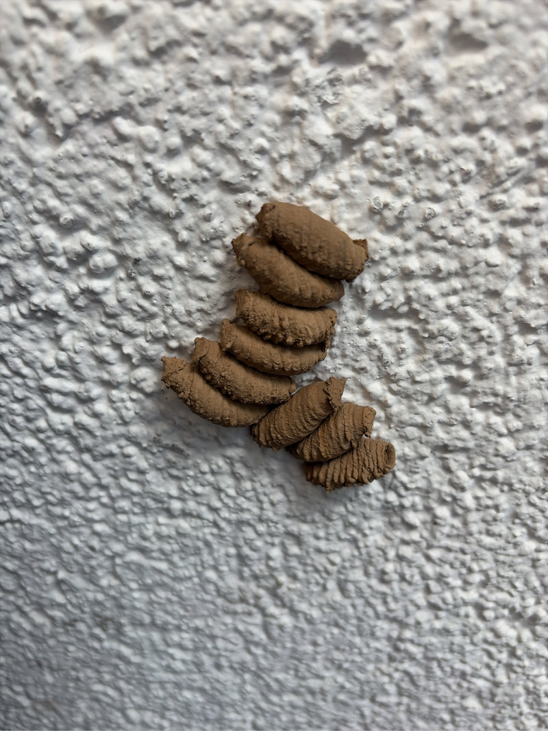 Orientalische Mauerwespe — Bild 3