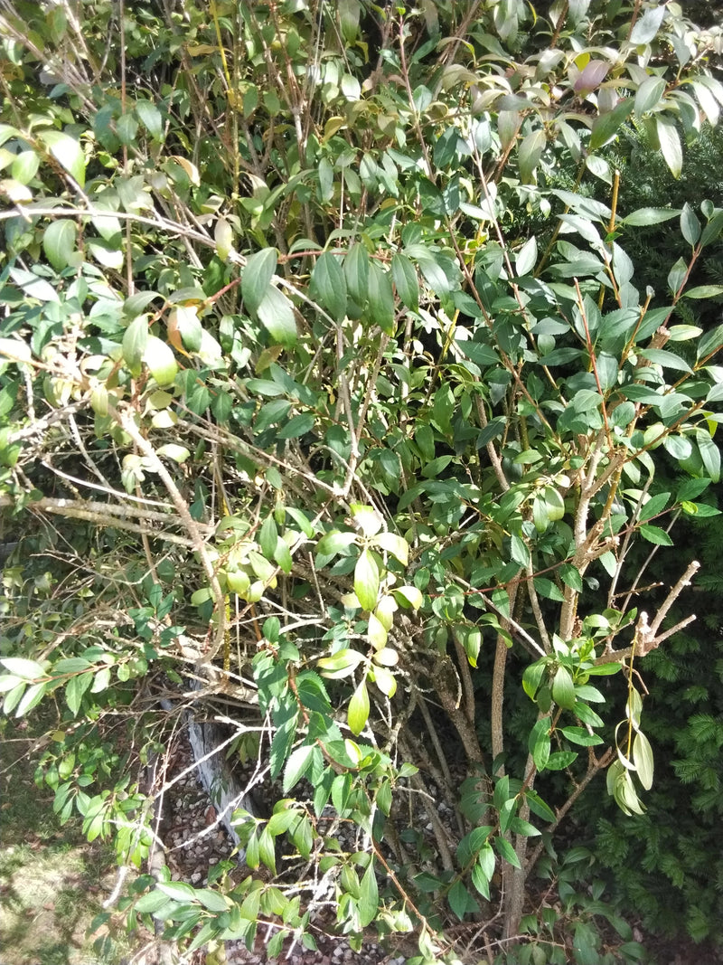 Ovalblättriger Liguster — Bild 1 von 4