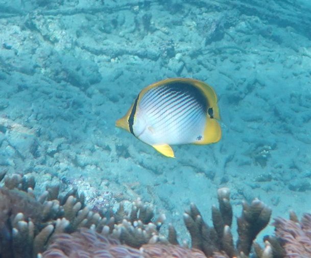 Ovaler Falterfisch — Bild 1