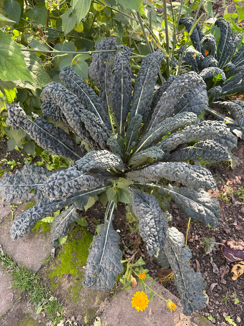 Eine kräftige Schwarzkohlpflanze wächst in einem Gartenbeet neben einem gepflasterten Pfad.
