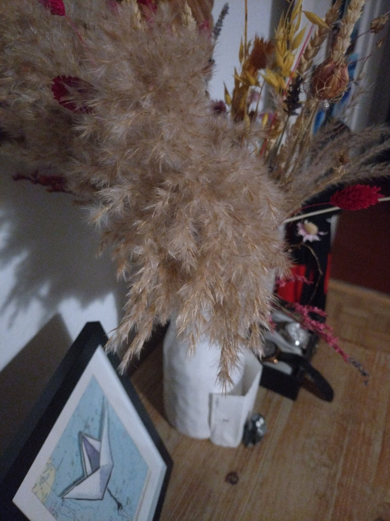 Pampasgras — Bild 1