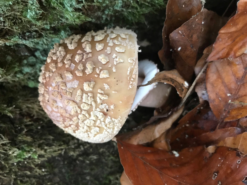 Pantherpilz — Bild 3 von 4