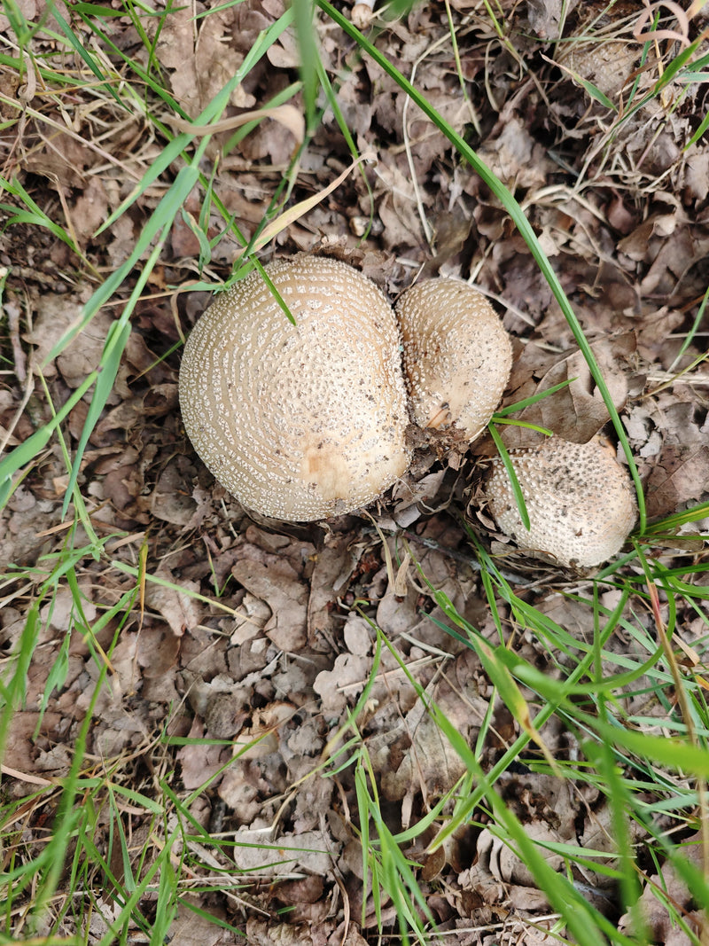 Pantherpilz — Bild 1