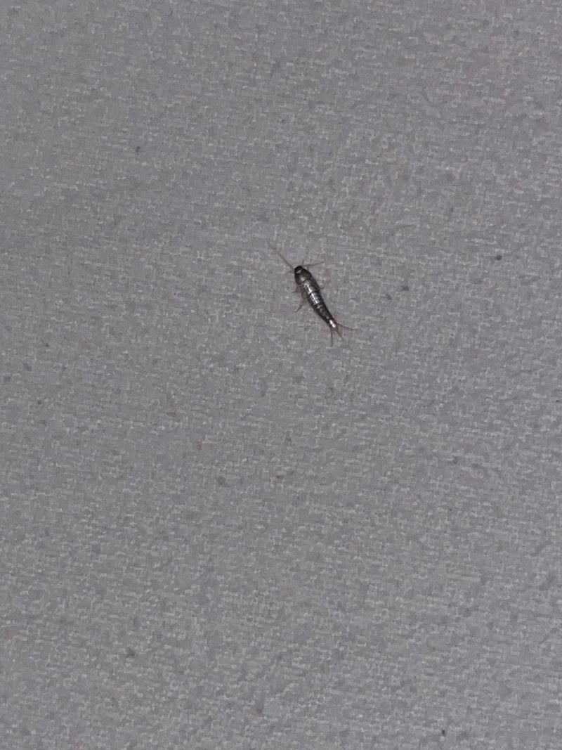 Ctenolepisma Longicaudata — Bild 5