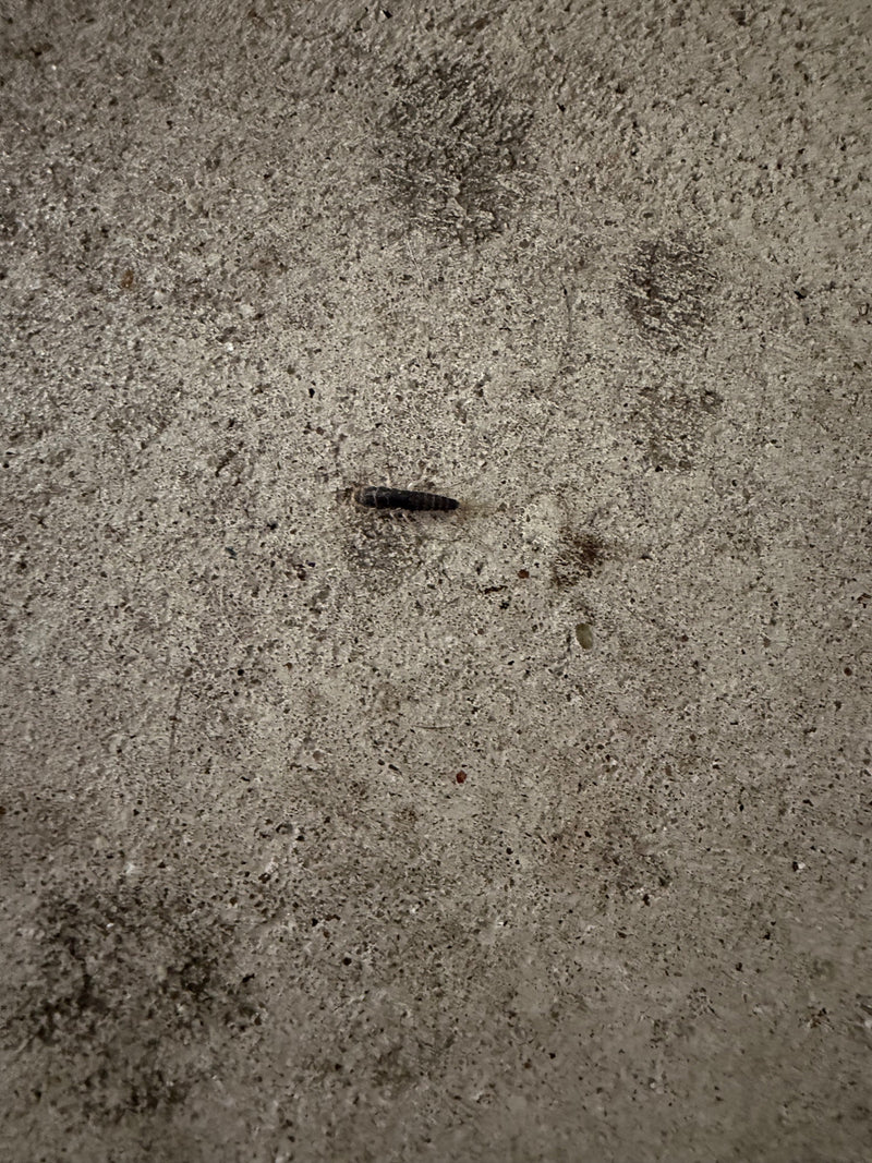 Ctenolepisma Longicaudata — Bild 3