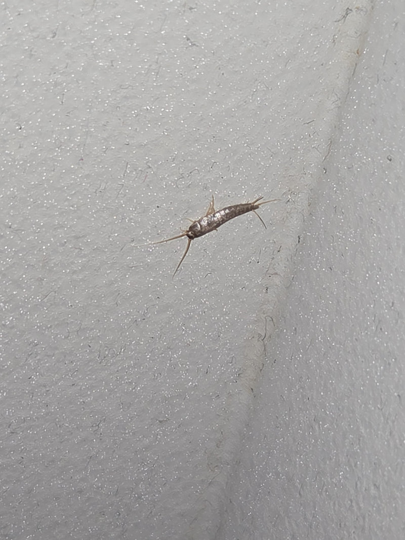 Ctenolepisma Longicaudata — Bild 4