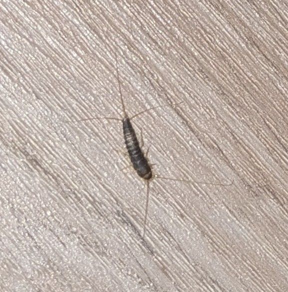 Ctenolepisma Longicaudata — Bild 2