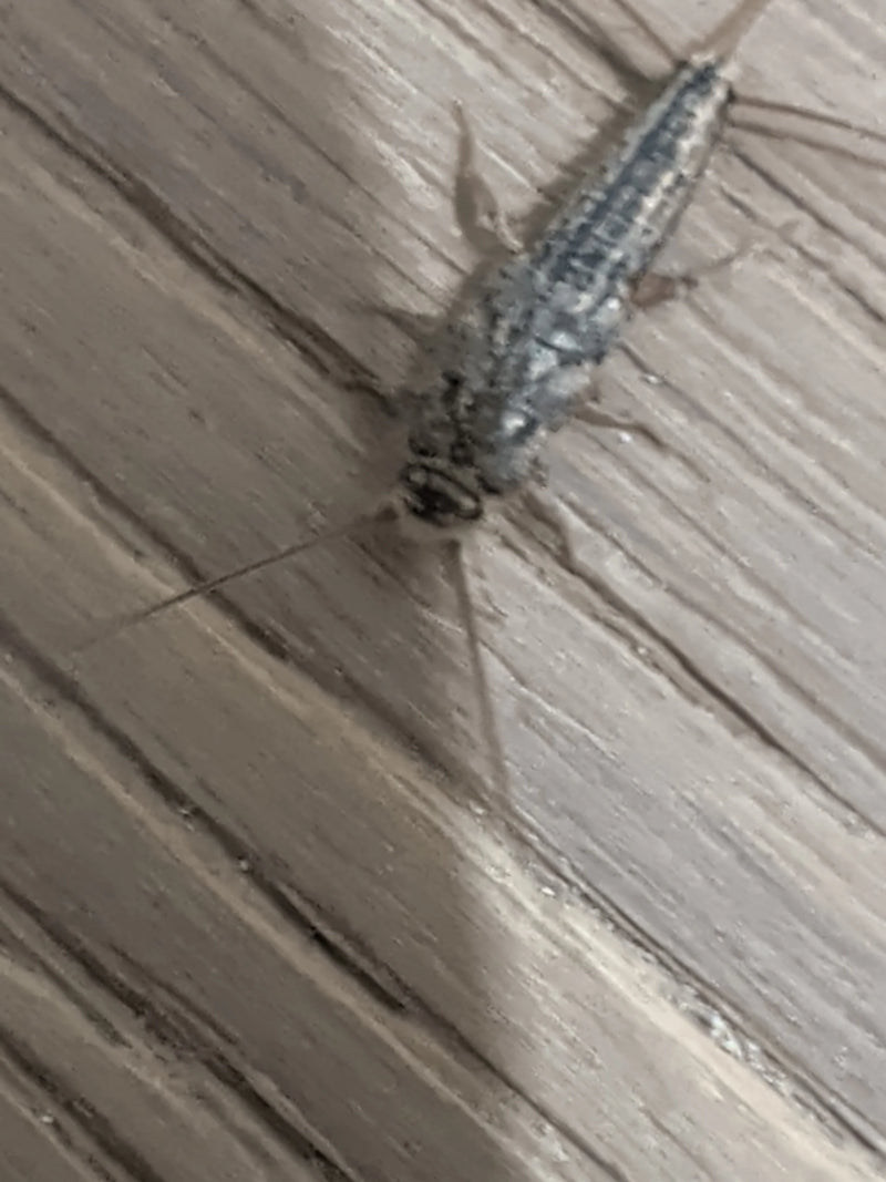 Ein Papierfischchen (Ctenolepisma longicaudatum) sitzt in der Draufsicht auf einer gemaserten Holzoberfläche.