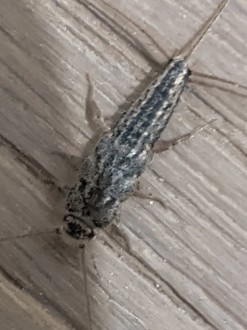 Ein Papierfischchen (Ctenolepisma longicaudatum) sitzt in der Draufsicht auf einem Bodenbelag in Holzoptik.