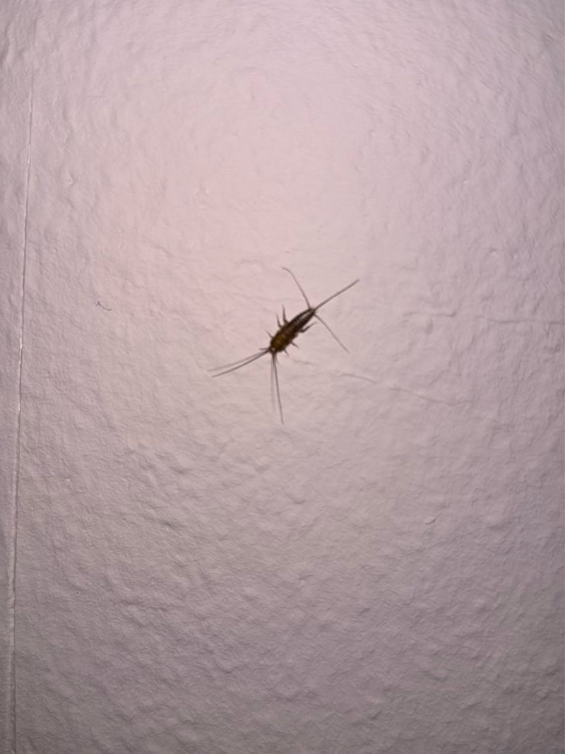 Ctenolepisma Longicaudata — Bild 5