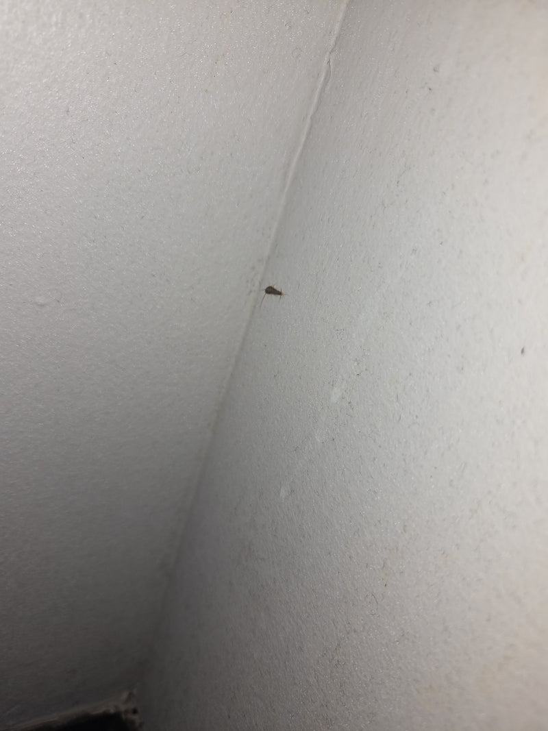 Ctenolepisma Longicaudata — Bild 3