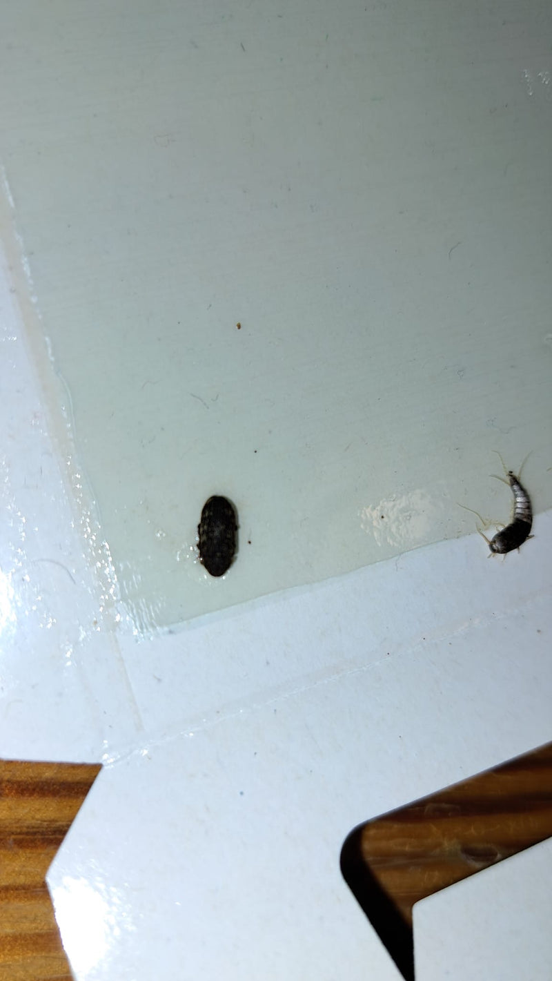Ctenolepisma Longicaudata — Bild 4
