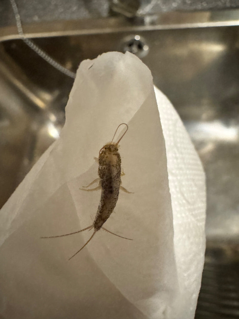 Ctenolepisma Longicaudata — Bild 2