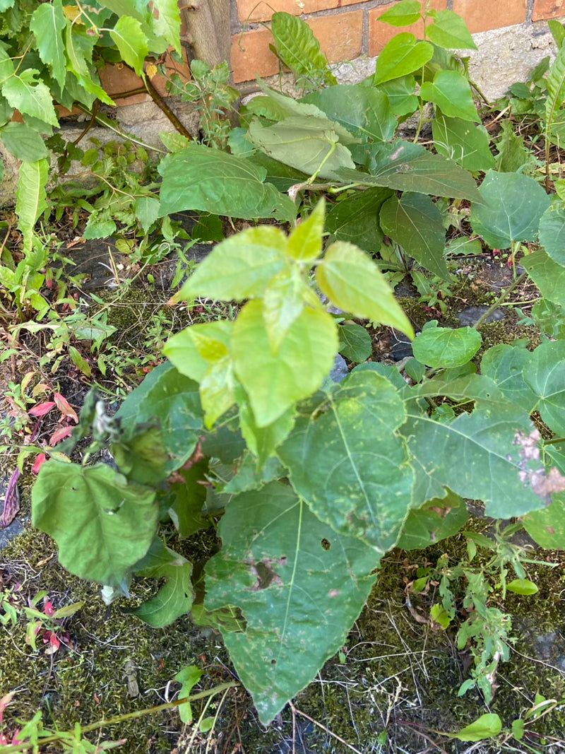Papiermaulbeerbaum — Bild 1