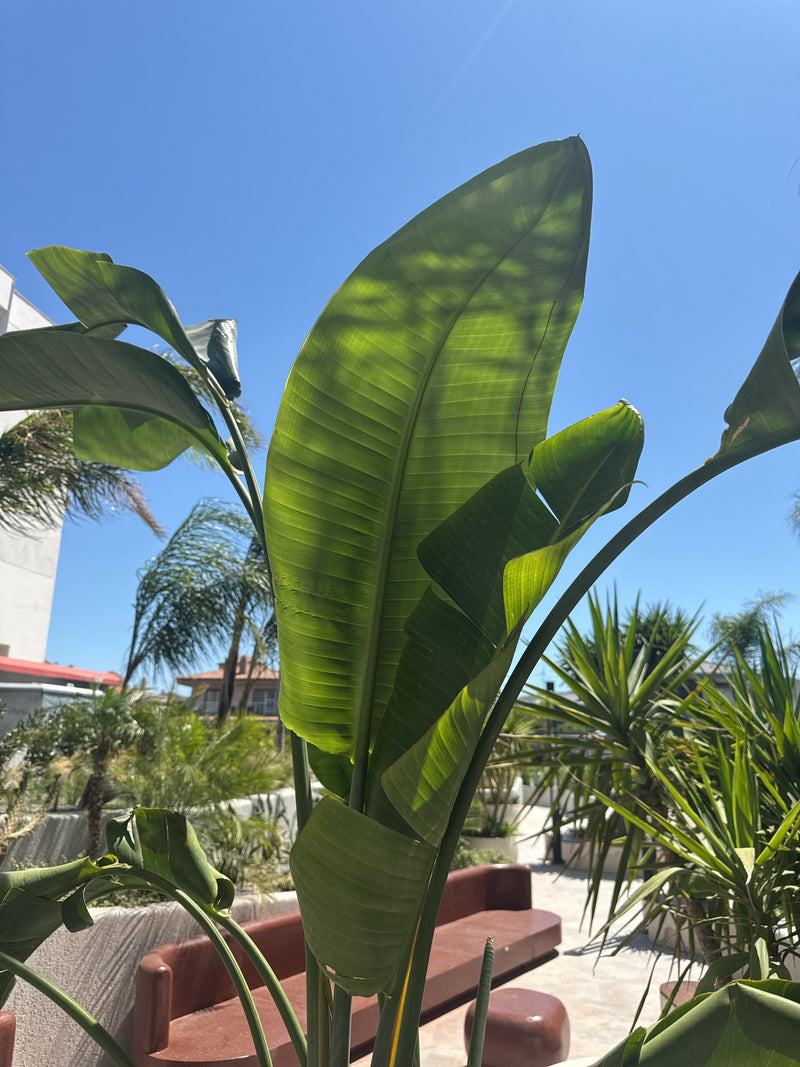 Auf dem Foto sind die grossen, bananenähnlichen Blätter einer Baum-Strelitzie zu sehen, die in den blauen Himmel ragen. Die Pflanze steht in einer sonnigen G...