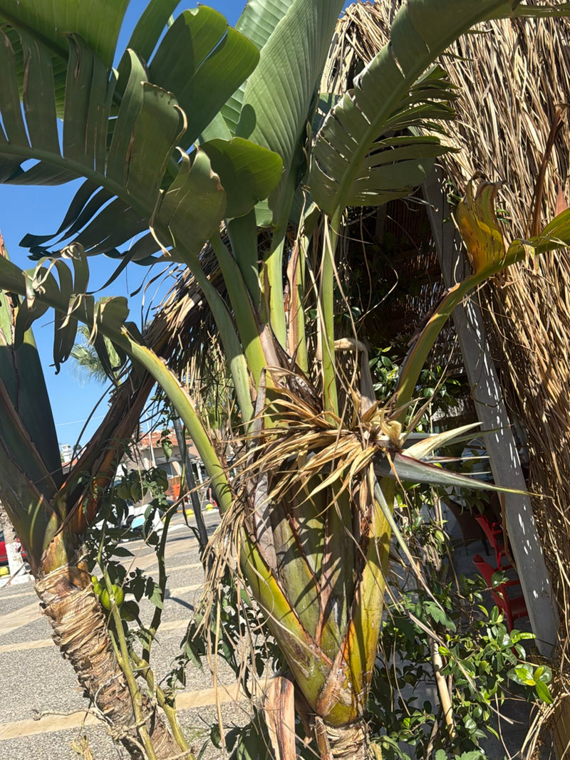Baum-Strelitzie — Bild 1