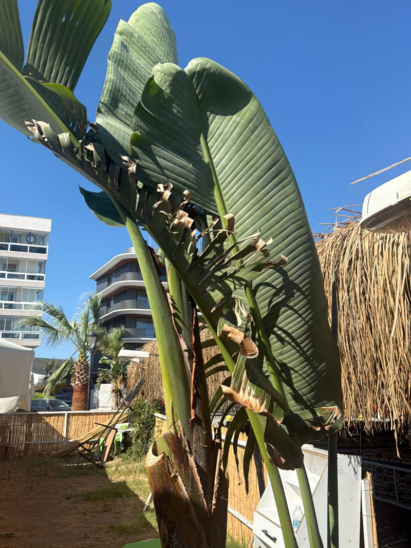 Baum-Strelitzie — Bild 4