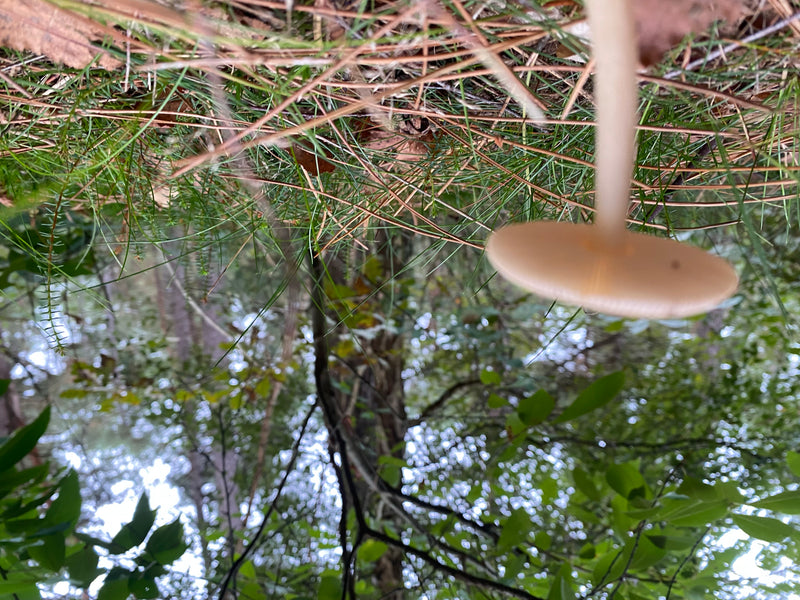 Parasol (Gemeiner Riesenschirmling) — Bild 2 von 6