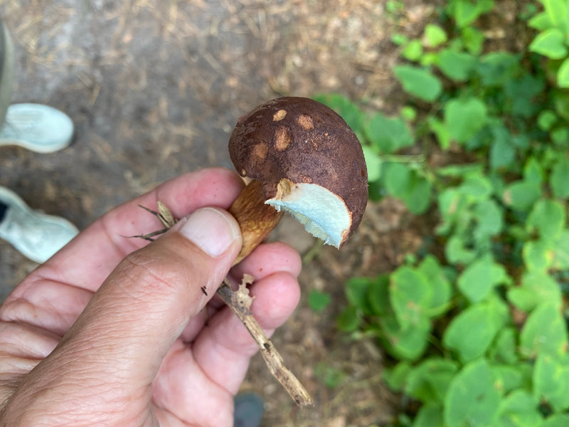 Parasol (Gemeiner Riesenschirmling) — Bild 5 von 6