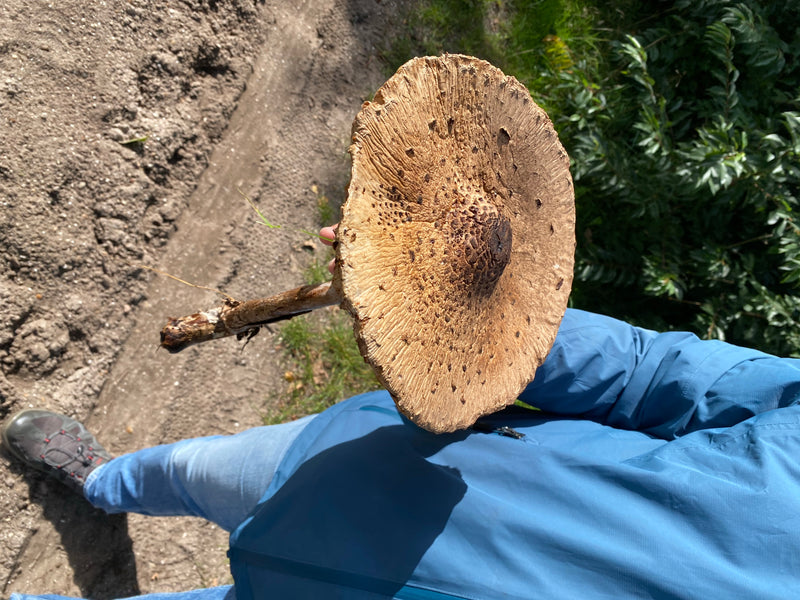 Parasol (Gemeiner Riesenschirmling) — Bild 3 von 6
