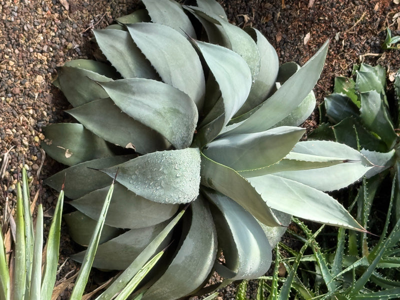 Eine Parry-Agave mit dicht angeordneten, bläulich-graugrünen Blättern in der Draufsicht auf kiesigem Grund.