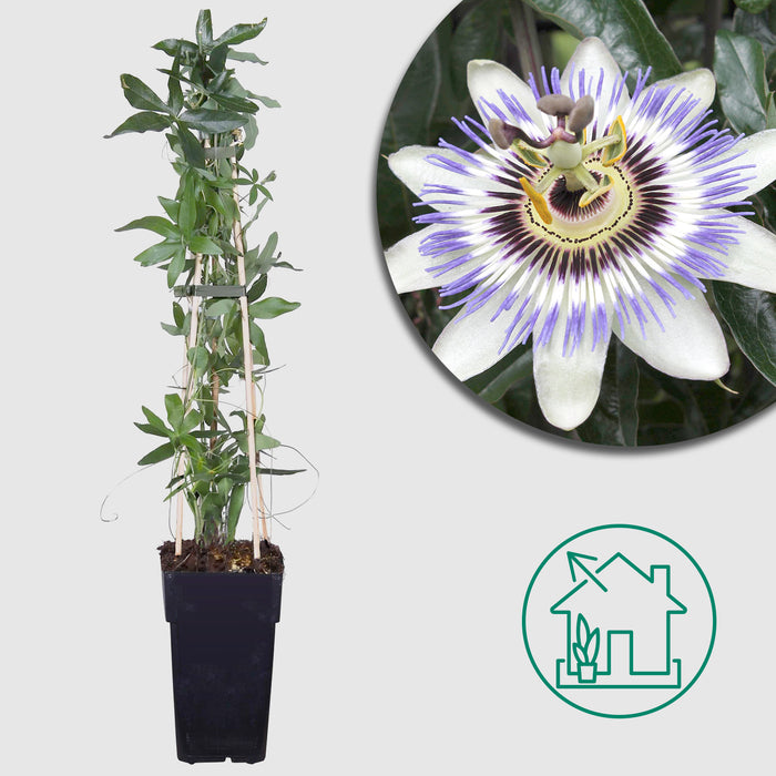 Passiflora caerulea - Ø15cm - ↕65cm - Bellissimo fiore della passione blu