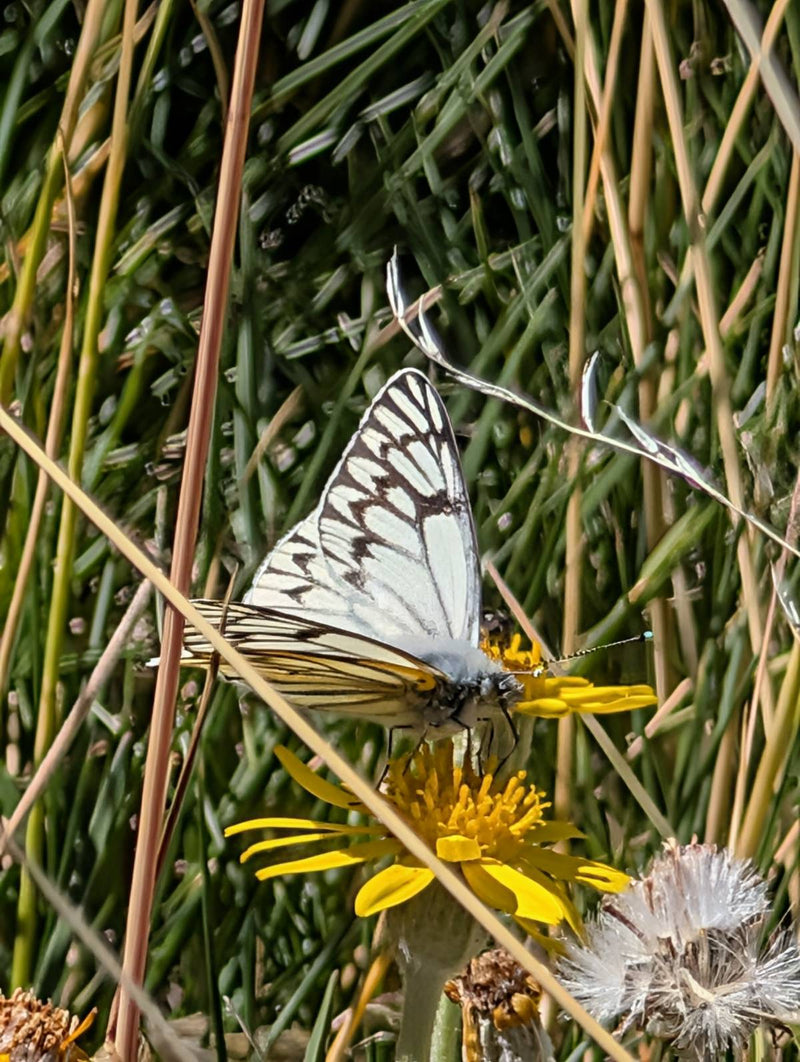 Patagonischer Weißling — Bild 1
