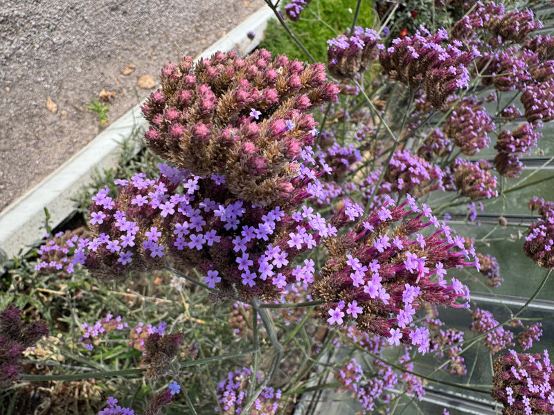 Dicht verzweigte Blütenstände des Patagonischen Eisenkrauts mit zahlreichen kleinen, violetten Blüten.
