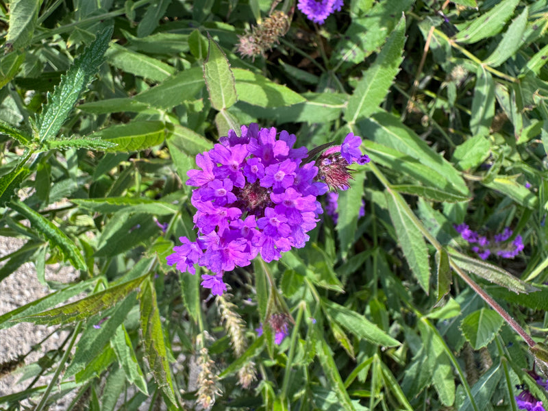 Ein violett blühender Blütenstand des Patagonischen Eisenkrauts aus der Aufsicht, umgeben von grünen Blättern.