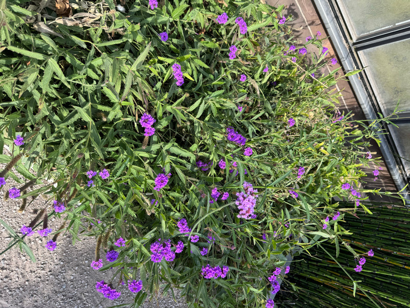 Eine blühende Staude des Patagonischen Eisenkrauts mit zahlreichen violetten Dolden wächst in einem Beet neben einer Hauswand.
