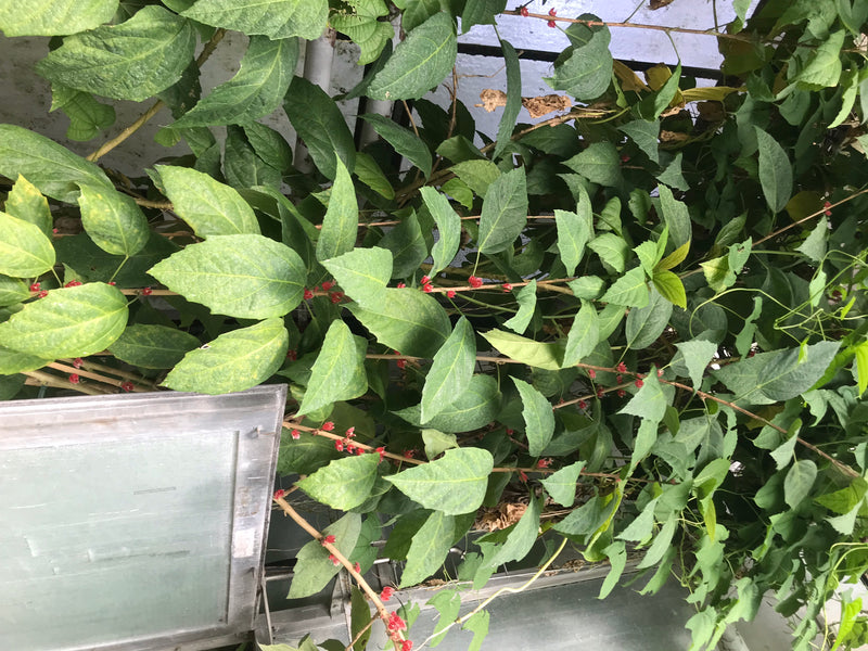 Pavonia cauliflora — Bild 1 von 4