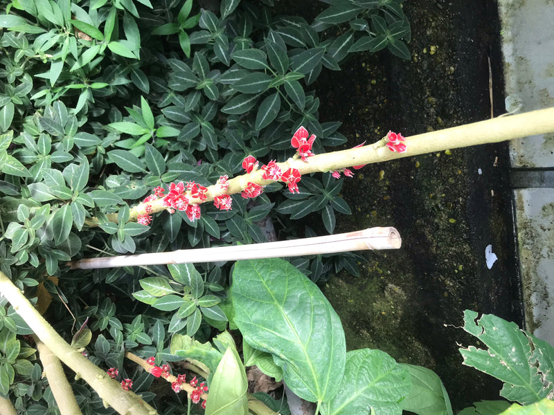 Pavonia cauliflora — Bild 2 von 4