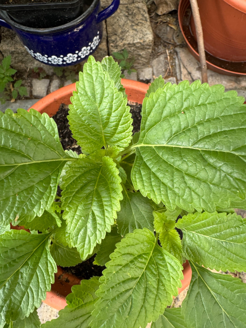 Shiso — Bild 1