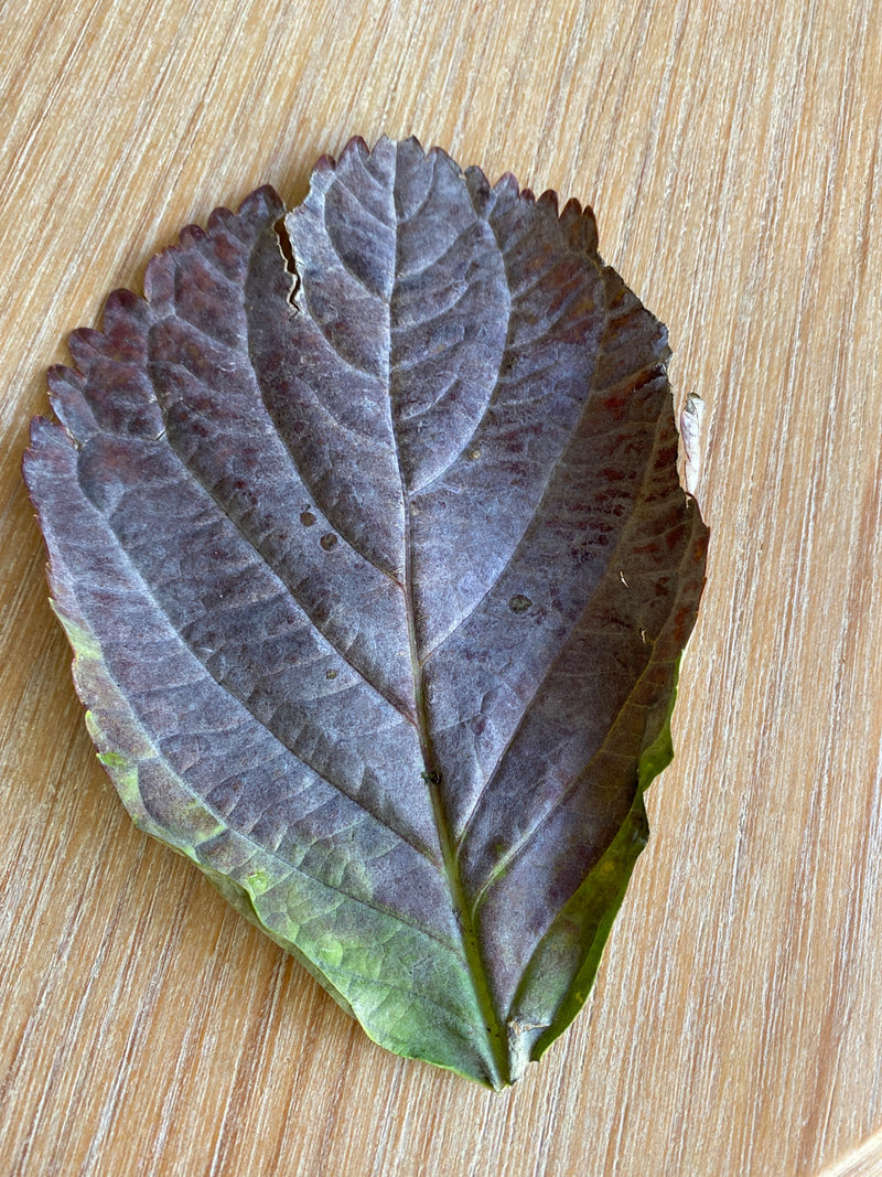 Shiso — Bild 3
