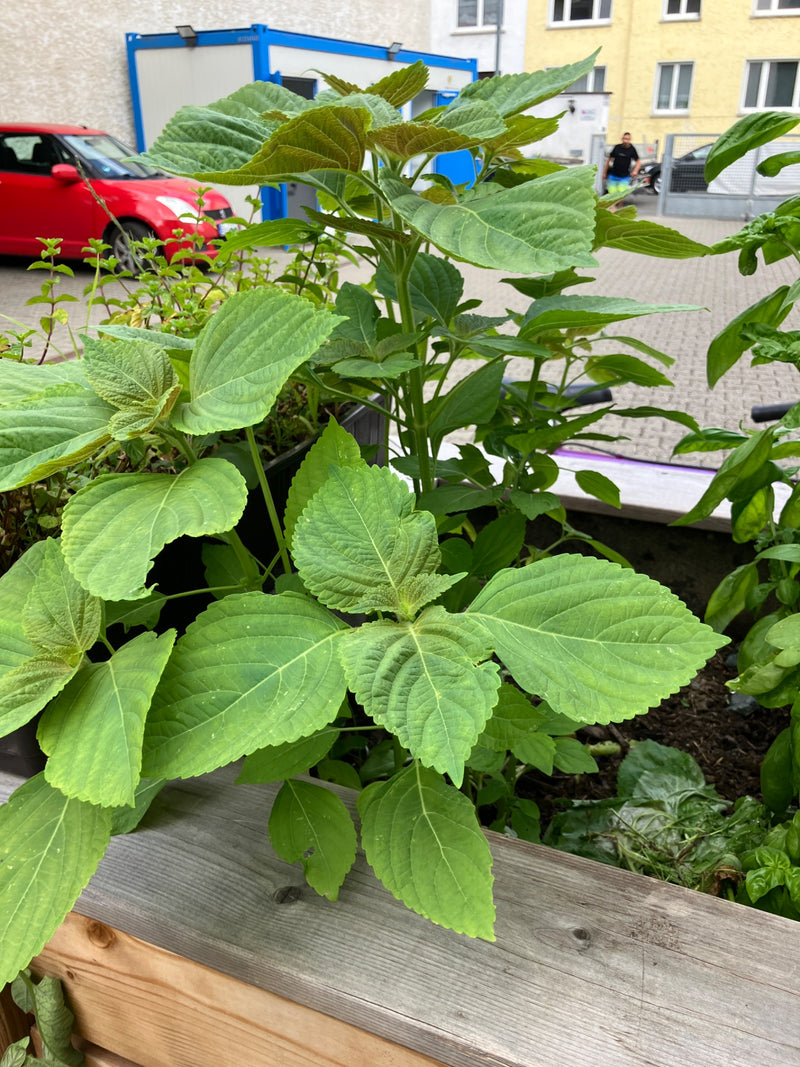Shiso — Bild 1