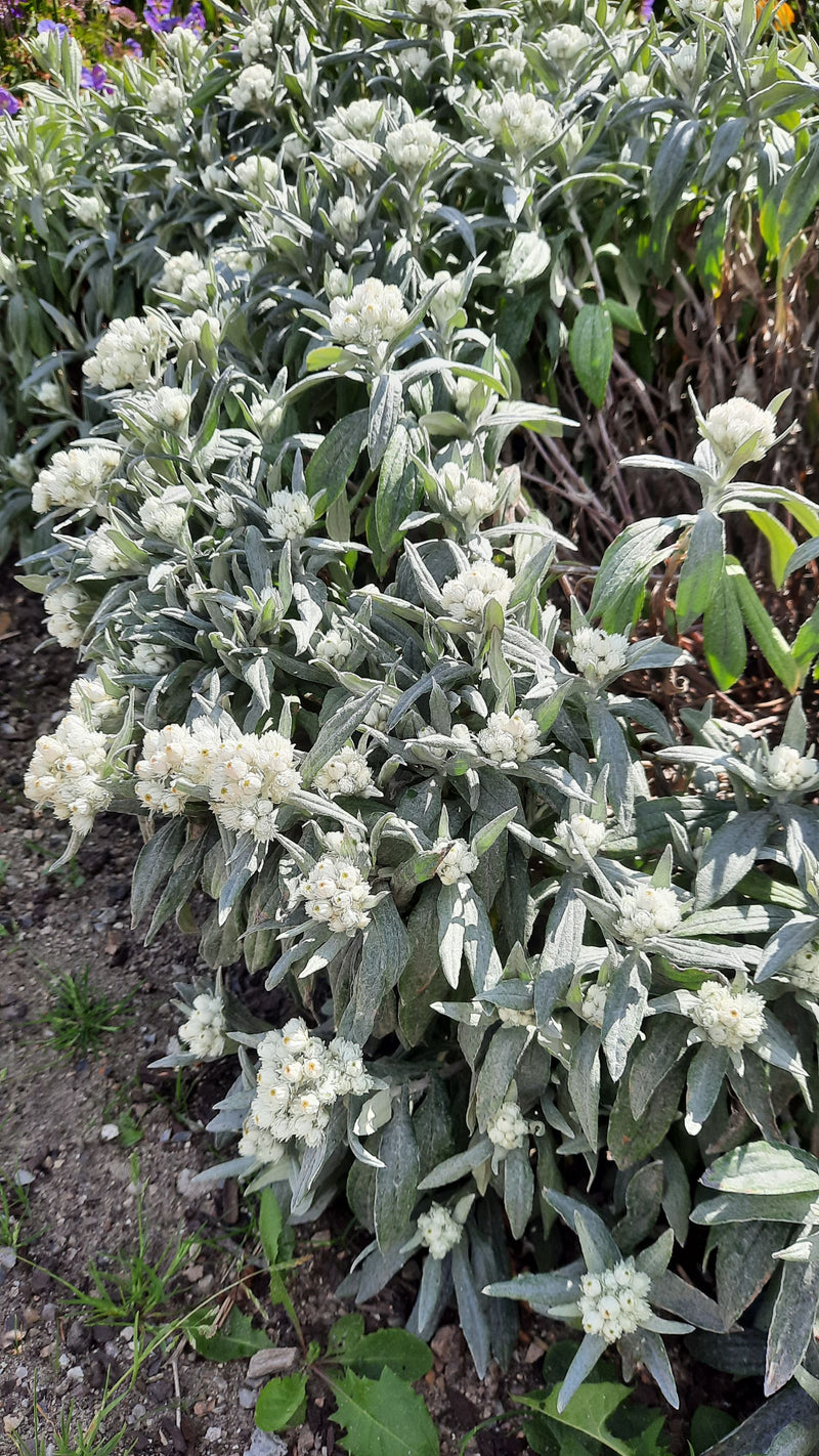 Perlblüten-Strohblume — Bild 1