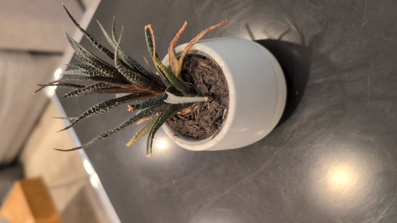 Zebra-Ampelaloe — Bild 3