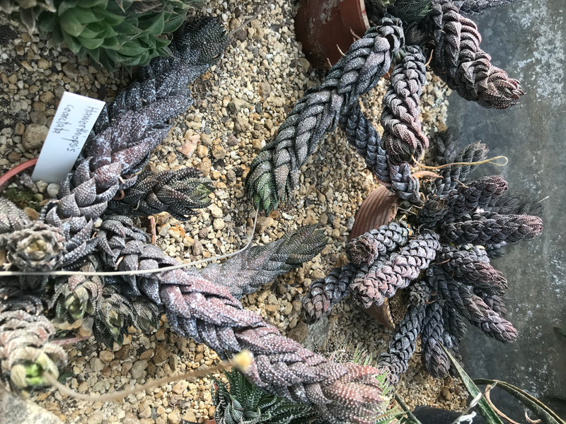 Perlen-Haworthie — Bild 2 von 2