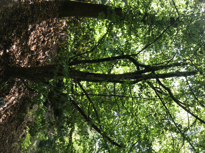 Persischer Eisenholzbaum — Bild 1 von 4