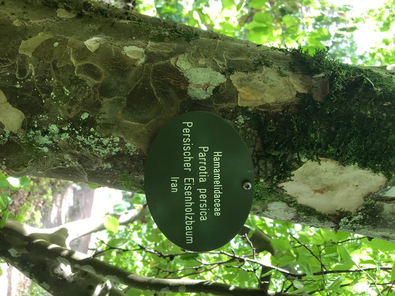 Persischer Eisenholzbaum — Bild 4 von 4