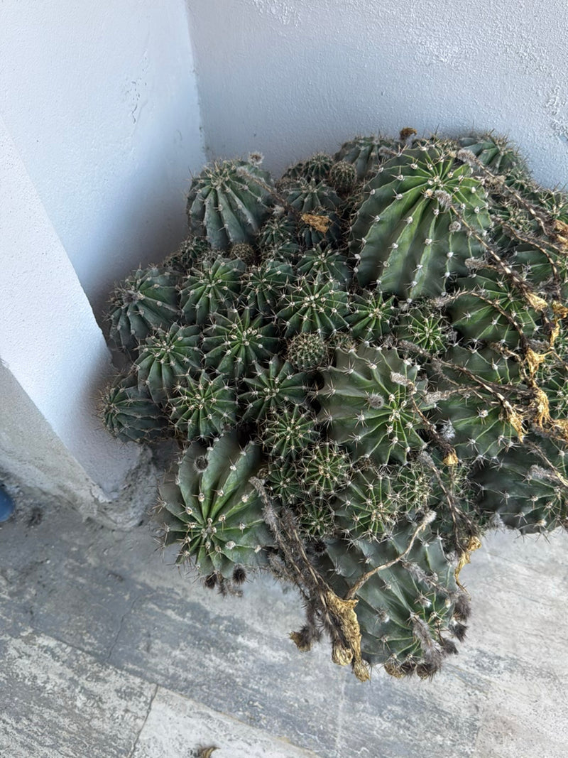 Peruanischer Säulenkaktus — Bild 2