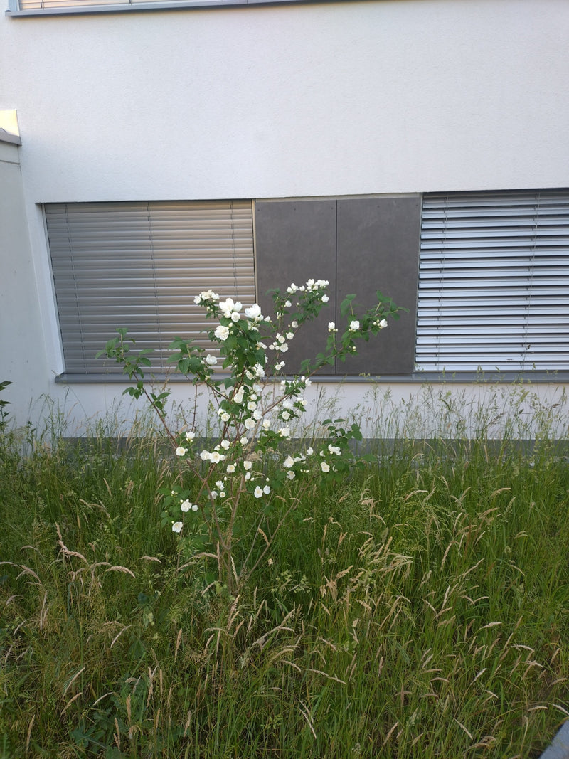 Pfeifenstrauch — Bild 5