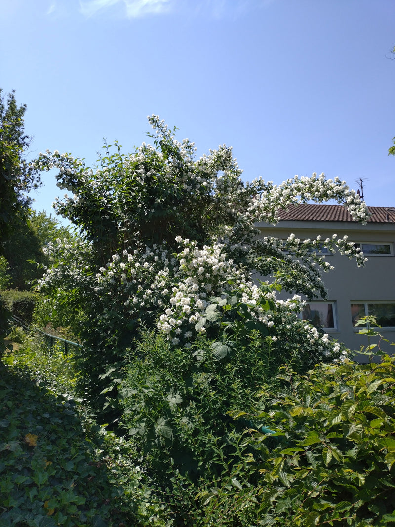 Pfeifenstrauch — Bild 2